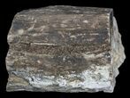 Unpolished Petrified Wood Limb - Blue Forest #6230-1